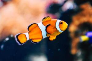 2022年世界杯亚洲区预选赛18强，激情与实力的较量世界杯亚洲区预选赛18强